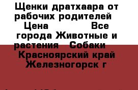 Щенки дратхаара от рабочих родителей › Цена ­ 22 000 - Все города Животные и растения » Собаки   . Красноярский край,Железногорск г.